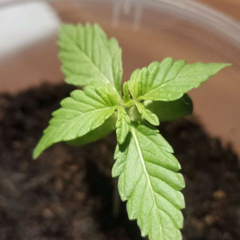 Orinoco  growlog timeline photo