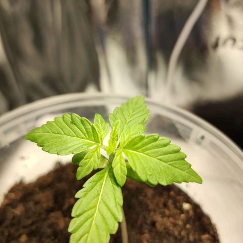Orinoco  growlog photo: Umzug in schrank