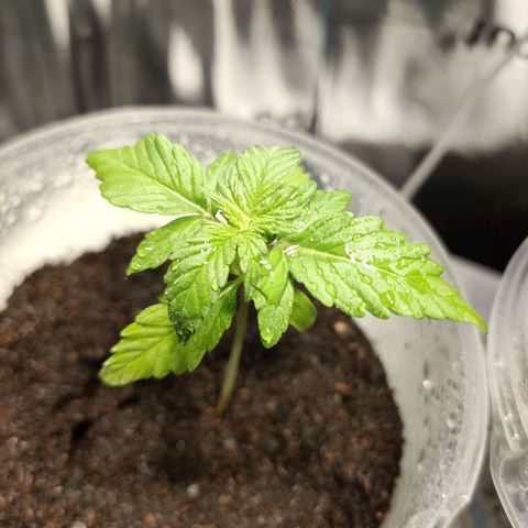 Orinoco  growlog timeline photo