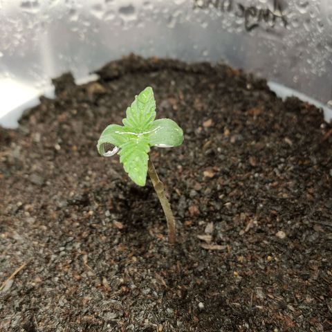 Angelina 77 growlog timeline photo