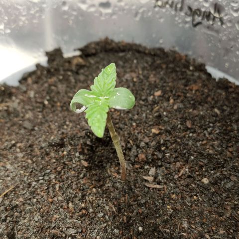 Angelina 77 growlog timeline photo