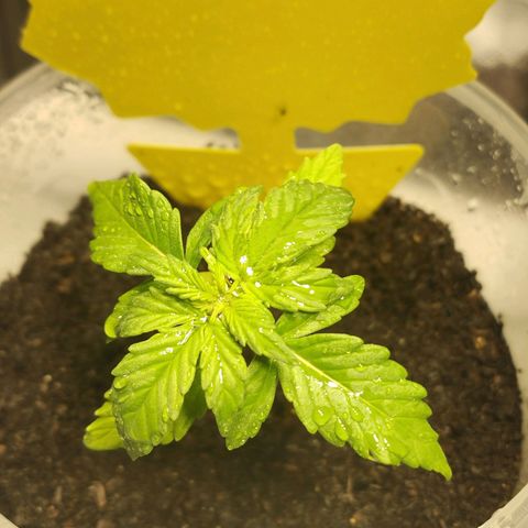 Orinoco  growlog photo: Gelbkarte aufgestellt. Nematoden bestellt 