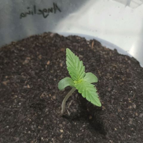 Angelina 77 growlog timeline photo