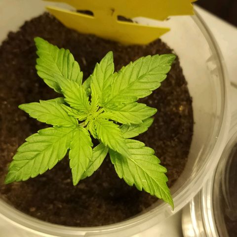 Orinoco  growlog timeline photo
