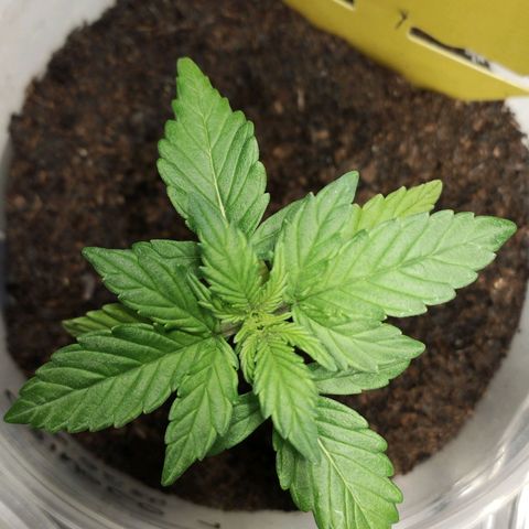 Orinoco  growlog timeline photo