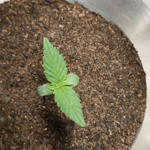 Angelina 77 growlog timeline photo