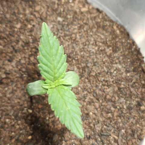 Angelina 77 growlog timeline photo