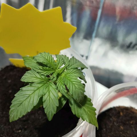 Orinoco  growlog timeline photo