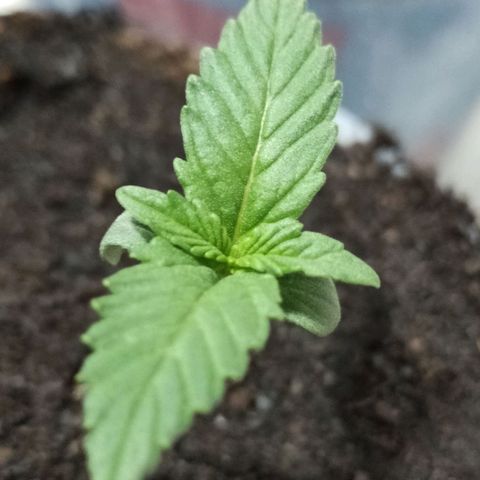 Angelina 77 growlog timeline photo