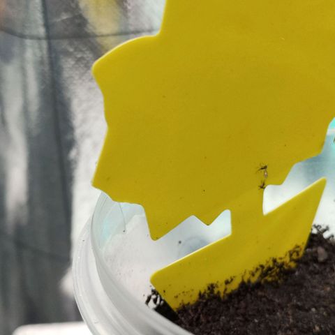Orinoco  growlog timeline photo