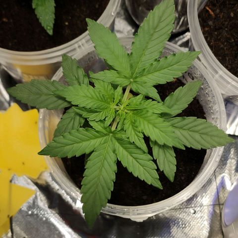 Orinoco  growlog timeline photo