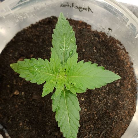 Angelina 77 growlog timeline photo