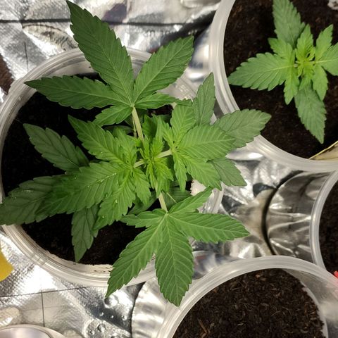 Orinoco  growlog timeline photo
