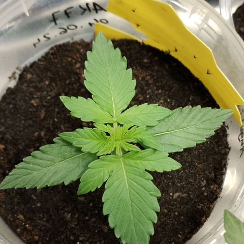 Angelina 77 growlog timeline photo