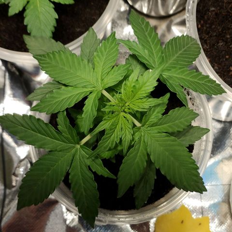 Orinoco  growlog timeline photo