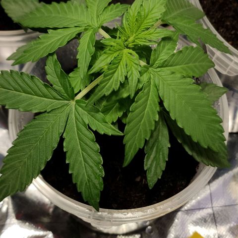 Orinoco  growlog timeline photo