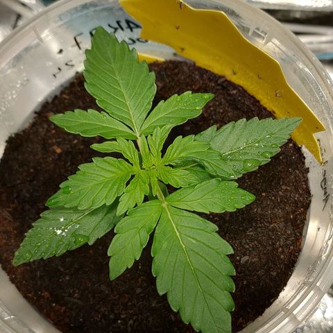 Angelina 77 growlog timeline photo