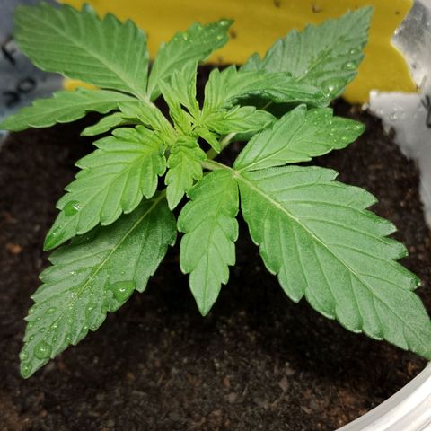 Angelina 77 growlog timeline photo