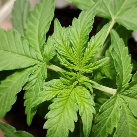 Orinoco  growlog timeline photo