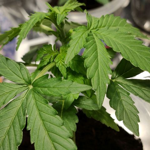 Orinoco  growlog timeline photo
