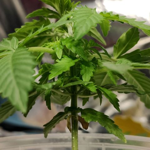 Orinoco  growlog timeline photo