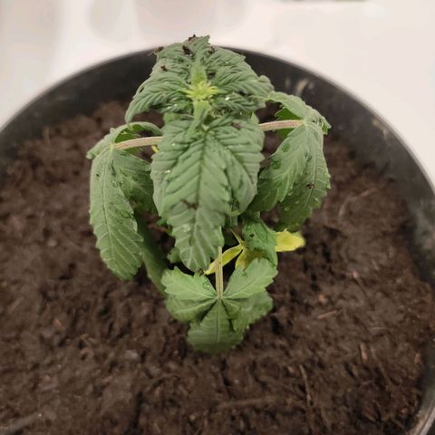 Orinoco  growlog photo: Hitzeschock und Wassermangel 