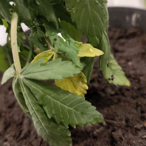 Orinoco  growlog timeline photo
