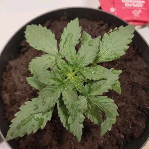 Angelina 77 growlog photo: Umgetopft 