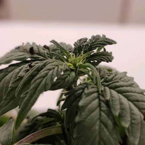 Orinoco  growlog photo: Blüte!