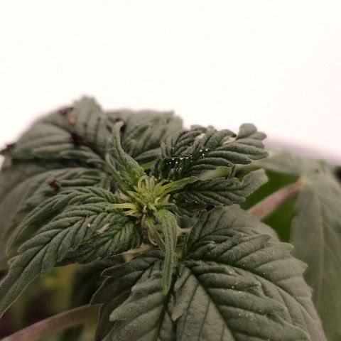Orinoco  growlog photo: Blüte!