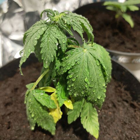 Orinoco  growlog timeline photo