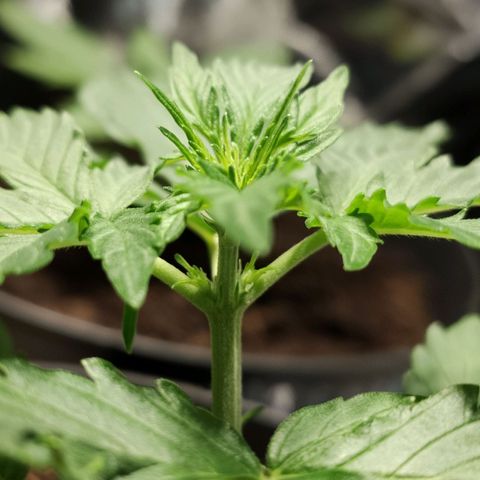 Angelina 77 growlog timeline photo