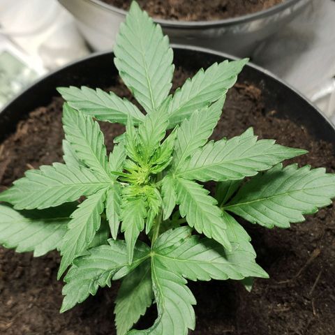 Angelina 77 growlog timeline photo