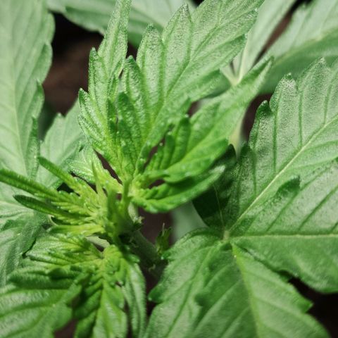 Angelina 77 growlog timeline photo