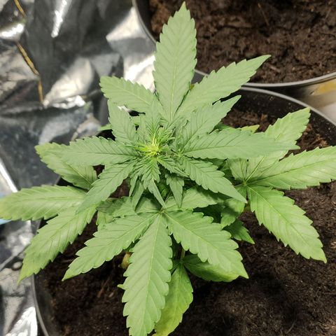 Orinoco  growlog timeline photo
