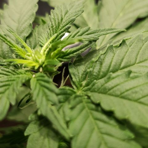 Orinoco  growlog timeline photo