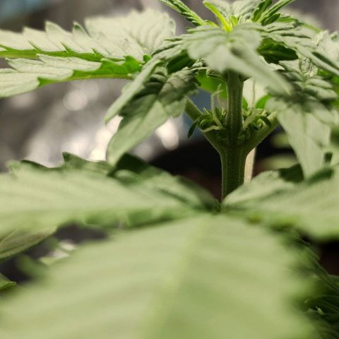 Orinoco  growlog timeline photo