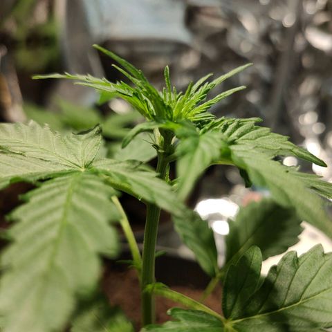 Angelina 77 growlog timeline photo