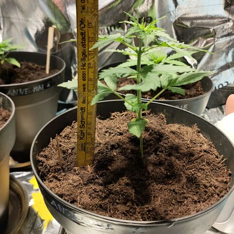 Angelina 77 growlog timeline photo