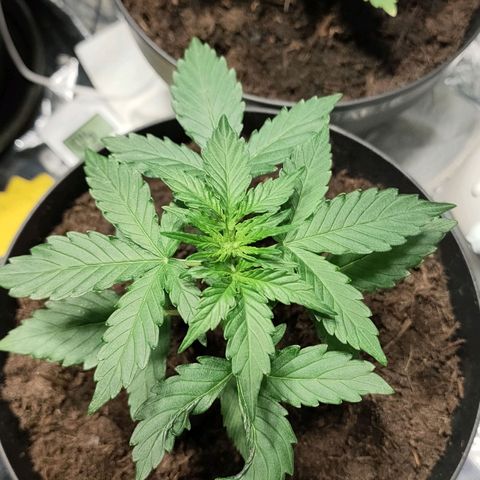 Angelina 77 growlog timeline photo