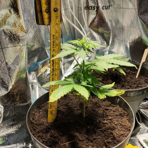 Orinoco  growlog timeline photo