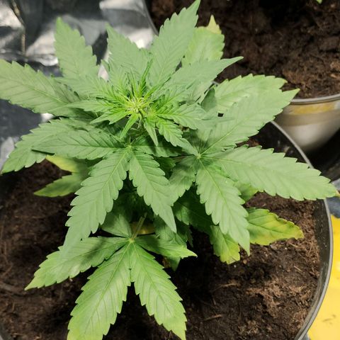 Orinoco  growlog timeline photo