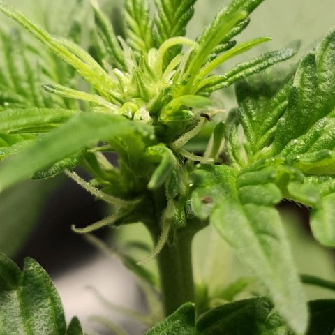 Orinoco  growlog timeline photo
