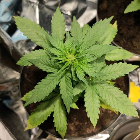 Orinoco  growlog timeline photo