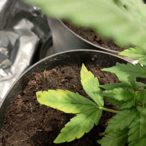 Orinoco  growlog timeline photo
