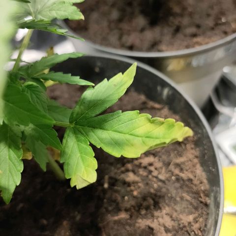 Orinoco  growlog timeline photo