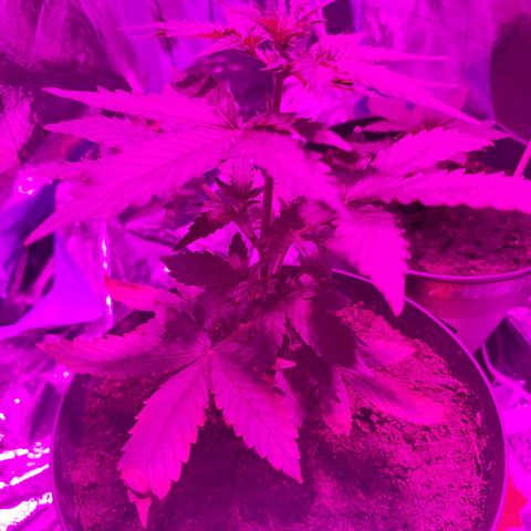 Orinoco  growlog timeline photo