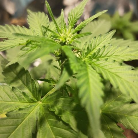 Orinoco  growlog timeline photo
