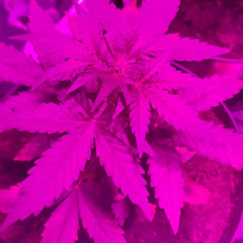 Orinoco  growlog timeline photo