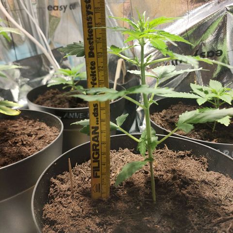 Angelina 77 growlog timeline photo
